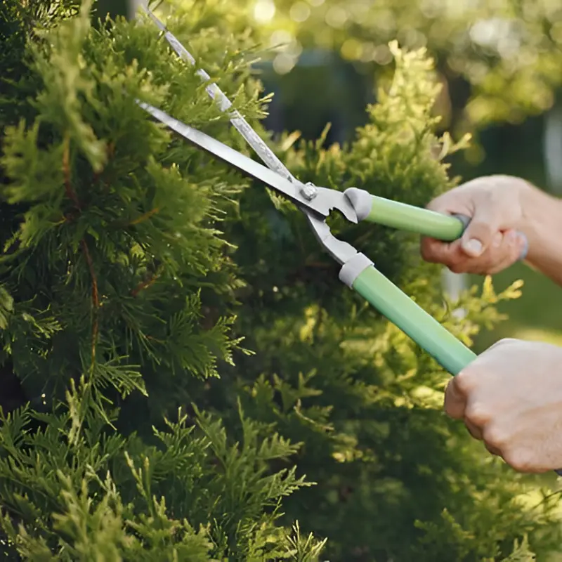 Tree Trimming Services