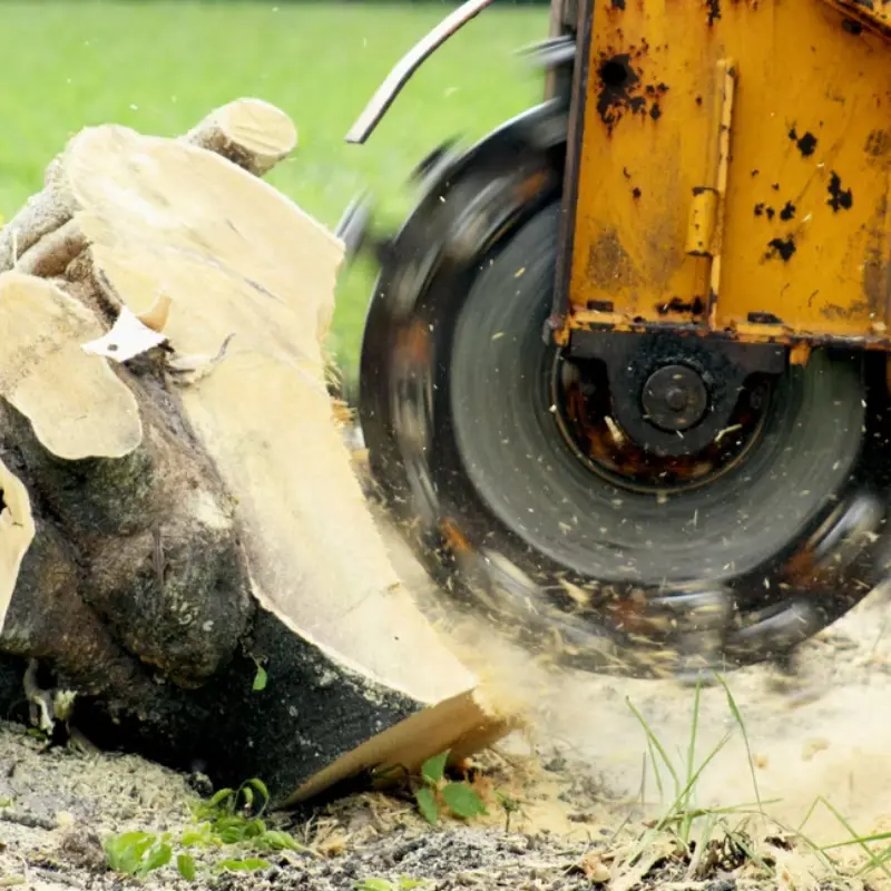 Stump Grinding Services